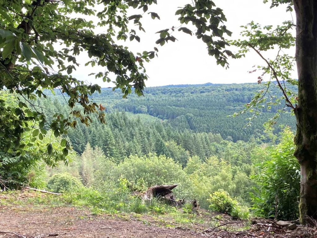 View over the forest